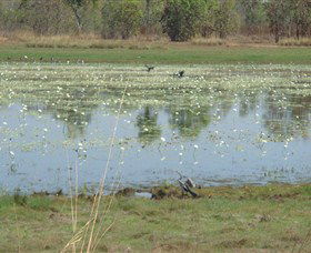 Leaning Tree Lagoon Nature Park - Rental Cars 0