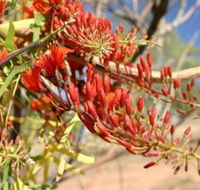 Olive Pink Botanic Garden - Rental Cars