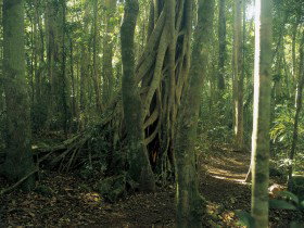 Beechmont QLD Rental Cars