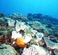 Mudjimba Old Woman Island Dive Site - Rental Cars
