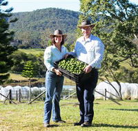 Hinterland Feijoas - Rental Cars