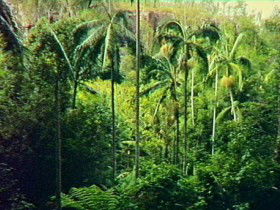 Bukali QLD Rental Cars