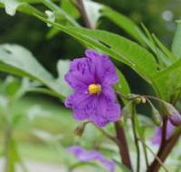 Alpha Native Flower Garden - Rental Cars