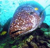 Lady Musgrave Island Dive Sites - Rental Cars
