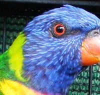 Fraser Coast Wildlife Sanctuary - Rental Cars