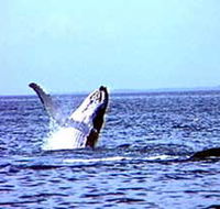 Whale Watching - Rental Cars