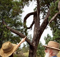 Charleville - Outback Native Timber Walk - Rental Cars