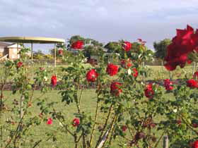 Elizabeth Park Rose Gardens - Rental Cars 0