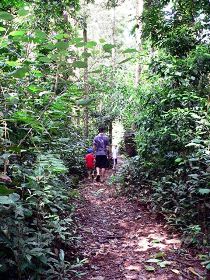 Malanda Falls Rainforest Walk, Malanda Falls Conservation Park - Rental Cars 0