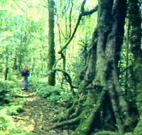 Mt Superbus - Rental Cars