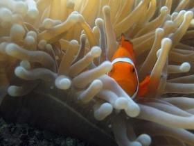 Flat Rock Dive Site - Rental Cars 0