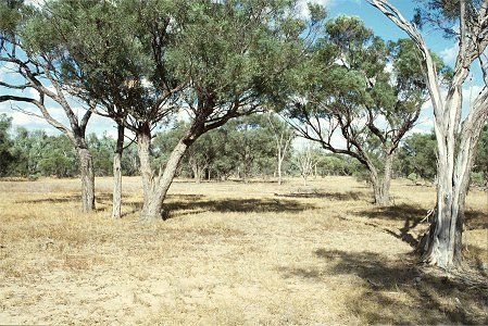 Forest Den National Park - Rental Cars 0