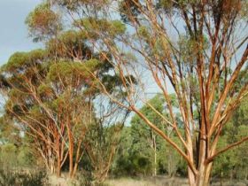 Myall Park Botanic Garden - Rental Cars 0
