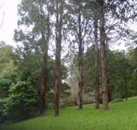 Mount Dandenong Arboretum - Rental Cars