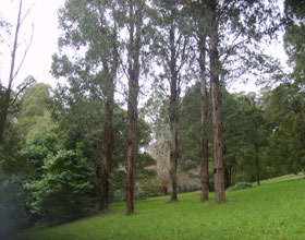 Mount Dandenong Arboretum - Rental Cars 0