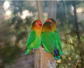 Ballarat Bird World - Rental Cars 0
