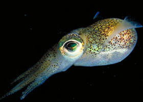 Corner Inlet Marine National Park - Rental Cars 0