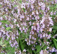 Otway Herbs - Rental Cars