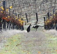 Blue Pyrenees Estate - Rental Cars