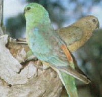 Lake Albacutya Regional Park - Rental Cars