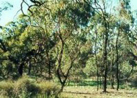 Macorna VIC Rental Cars