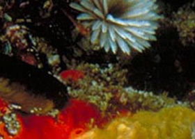 Point Cooke Marine Sanctuary - Rental Cars 0