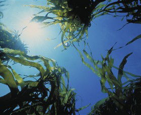 Marengo Reefs Marine Sanctuary - Rental Cars 0