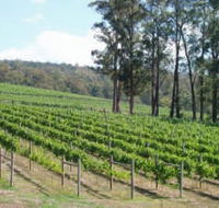 Piedmont Vineyard - Rental Cars