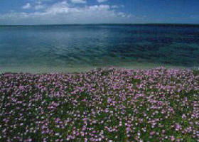 The Lakes National Park - Rental Cars 0