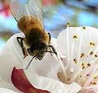 Clayridge Honey - Rental Cars