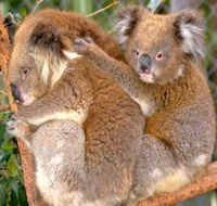 Shoalhaven Zoo - Rental Cars