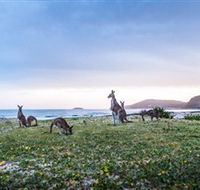 Pebbly Beach - Rental Cars