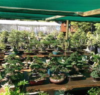 Bonsai at the Bay - Rental Cars