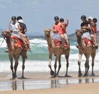 Camel Rides with Coffs Coast Camels - Rental Cars