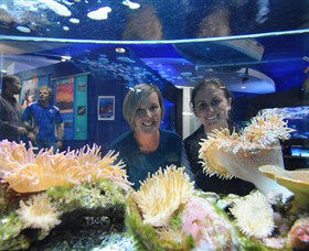 Solitary Islands Aquarium - Rental Cars 0