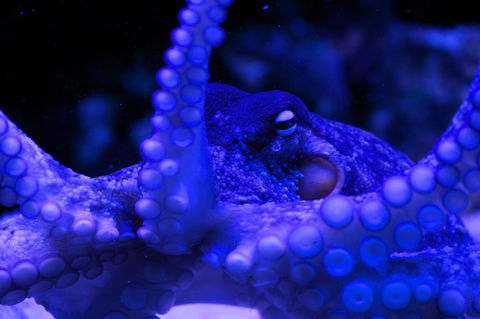 Solitary Islands Aquarium - Rental Cars 2