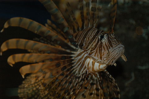 Solitary Islands Aquarium - Rental Cars 4