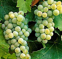 Clover Hill Vineyard - Rental Cars