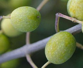 Montalto Vineyard And Olive Grove - Rental Cars 0