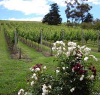Pembroke Estate Vineyard - Rental Cars