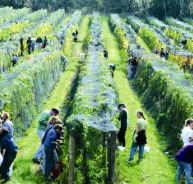 Crosswinds Vineyard - Rental Cars