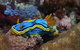 Coral Gardens Dive Site Mooloolaba - thumb 1