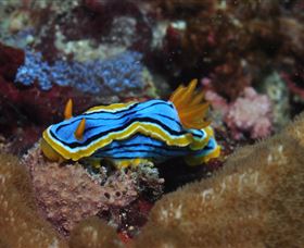 Coral Gardens Dive Site Mooloolaba - Rental Cars 1
