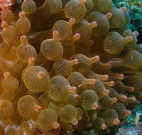 Coral Gardens Dive Site Mooloolaba - Rental Cars