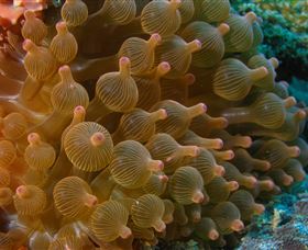 Coral Gardens Dive Site Mooloolaba - Rental Cars 0