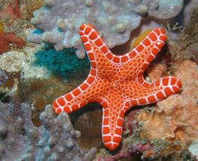 Coral Gardens Dive Site Mooloolaba - Rental Cars 3