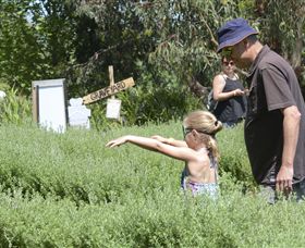 Hedgend Maze And Healesville Laser Sport - Rental Cars 2
