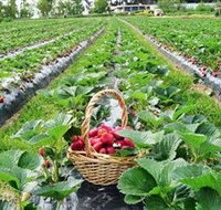 Blue Hills Berries  Cherries - Rental Cars