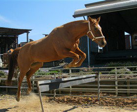Boggy Creek Shows - Rental Cars 3