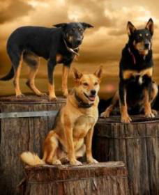 Boggy Creek Shows - Rental Cars 1